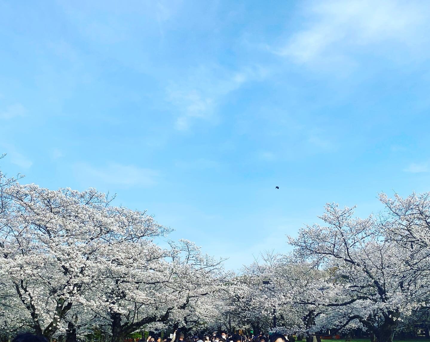 言葉の力 ありがとう 藤野英人 ありがとう ひびまさの前向きブログ